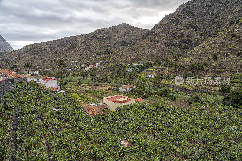 Garajonay山- La Gomera，香蕉种植园